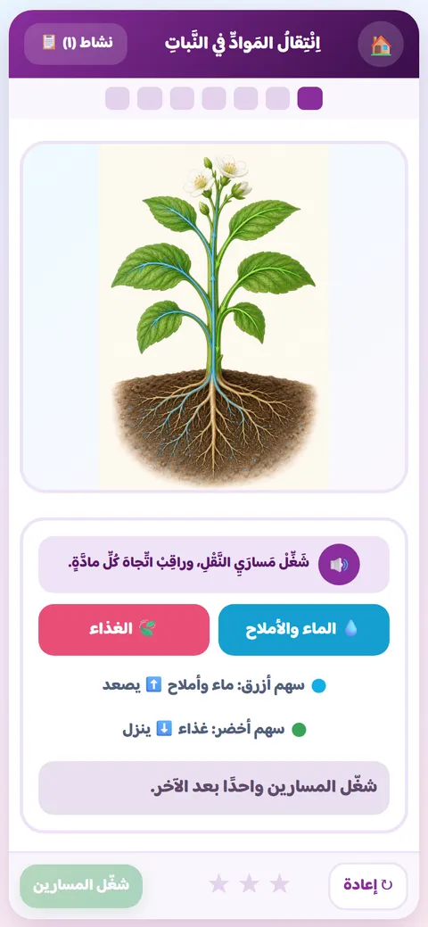 نشاط علوم للصف الرابع: انتقال الماء والغذاء في النبات